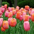 Pixelated image of pink and orange tulips with green stems and leaves against a dark green background.