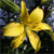 A static pixelated image of a yellow flower with five rounded petals and a central stem, set against a dark green and blue background.
