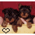 Two small brown and black puppies lie on a light surface against a red background, with a pixelated heart symbol below them.