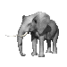 Gray-scale elephant icon with white tusks, shown in three sequential poses across a