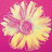 A pixelated flower with yellow and pink petals on a solid magenta background, rendered in low-resolution digital art style.