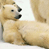 Animated contact sheet showing a polar bear icon with two frames of motion and a static text element on blue background.