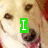 A four- shows a dog's face with text overlays: 'I' in green, 'LOVE' in blue, 'MY' in pink, and 'DOG' in yellow