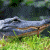 Pixelated image of a crocodile on grass with green text 'OriginalIcons.com' on the right side.