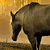A horse's head and neck in profile against a yellow background, with a second horse's head and neck in profile against a blue background below.