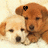 Two puppies, one light-colored and one brown, lie close together on a light background; the brown puppy has a black heart symbol on its head in the first frame.