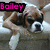 A dog with brown and white fur lies on a couch, its head resting on a white cushion, with text overlays changing across frames.