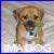 Pixelated dog with brown fur and dark eyes sits on light background, next to text 'GRRR' and pink heart symbol.