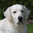 Pixelated close-up of a white dog's face with dark eyes and nose against a blurred green background.