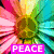 A colorful flower with a rainbow gradient center and pink petals, overlaid by a bright purple rectangle containing the word PEACE in white uppercase letters.
