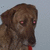 Brown dog with pink eyes and red collar, head turned left to right across four
