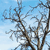 Pixelated image of bare tree branches against a light blue sky background with subtle gradient.