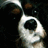 Pixelated close-up of a white and black animal face with large dark eyes and a dark nose against a dark background.