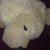 A static image shows a light brown dog's head on a dark purple background, with yellow text reading "Love Dogs As Cuteness" and "AnnaB57".