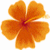 A static orange flower with five petals and a red center on white background, adjacent to an animated fiery scene.