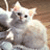 A light-colored kitten with pink inner ears sits on a wooden surface, its head turning slightly left to right across frames.