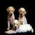 Animated sequence showing three dogs on a black background, transitioning to two dogs in front of a person.