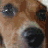 A 2x2 contact sheet of a dog's face showing three animated frames with text overlays, arranged left-to-right and top-to-bottom on a gray background.
