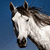 A horse's head with white and brown coloring against a blue background, showing subtle animation changes across four