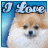 Animated contact sheet of a Pomeranian dog icon with changing text overlays and slight pose variations across seven frames.