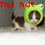 A kitten wearing a green frog hat appears in three with text overlays changing from 'The hat from' to 'Chibi Robo!'