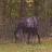 A dark-furred horse with light-colored legs stands in a grassy field, turning its head from left to right