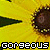 sunflower images with the word 'gorgeous' overlaid in pixelated text, showing a single frame where one is grayed out