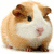 Pixelated image of a guinea pig with light brown and white fur, dark eyes, and a pink nose, positioned against a plain white background.