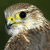 Pixelated close-up of a bird's head with yellow facial markings, black eye, and brown-and-white plumage against a dark green background.