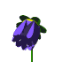 Animated sequence of a purple flower with yellow center transitioning from closed bud to full bloom and back, on green stem.