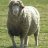 A pixelated static image of a sheep standing in grass, with dark wool on its head and legs and white wool on its body.