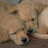 Two light brown puppies lie close together on a brown surface, with text on purple and gray backgrounds.