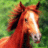 A horse's head with a white stripe on its face appears against green foliage, next to pink background text reading 'ill roc your socks!!' in blue letters.