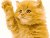 Two side-by-side frames of a fluffy orange kitten with raised paw, blue eyes, and pink nose against white background.