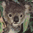Four animal faces arranged in a : koala, leopard, bear, and panda, each with distinct fur patterns and expressions
