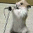 A 48x48 pixel animated contact sheet showing a cartoon cat singing into a microphone with red text overlays, arranged in a 2x2 grid on a gray background.