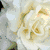 Four distinct flower icons arranged in a : white rose, pink poppy, brown daisy, and yellow sunflower