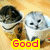 Two cartoon cats in cups with text changing from 'Good' to 'Morning!!'