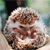 Animals icons for AIM, MSN, MySpace and Yahoo
