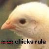 A close-up of a light yellow chick's head with a small orange beak and dark eye, positioned against a blurred green background with text overlay.