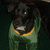 Pixelated image of a dark-furred dog with green eyes wearing a light green garment and yellow collar, set against dark background.