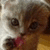 A cat with light brown and white fur wears a red bow tie, positioned against a blurred background.