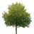 Static pixelated image of a tree with dense green foliage and a dark trunk against a white background.