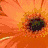 Six distinct images arranged in a : orange, red, and pink flowers top ; blue sky with white cloud and daisy bottom left; purple flower center bottom; 'lalala' text on white background bottom right