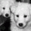 A grayscale animated sequence of a dog's face with subtle expression changes and a white heart symbol appearing in the lower center.