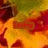 Animated icon with autumn leaves background and changing red text overlays reading 'loving', 'every minute', and 'still'.