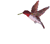 A hummingbird with red head, white underbelly, and brown wings flies leftward across a light gray background in multiple sequential poses.