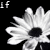 Black-and-white daisy with dark center, text fragments 'if flowers stand for love then y do they die'