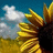 Pixelated image of a golden wheat field under blue sky with white clouds, featuring tall stalks and dark brown stems.