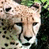 A 2x2 contact sheet of a cheetah animation with two identical frames on the left and text on the right, showing pixelated animal faces against green foliage and blue background.
